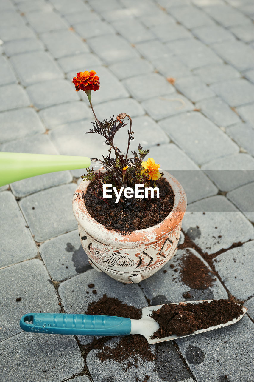 High angle view of potted plant on footpath