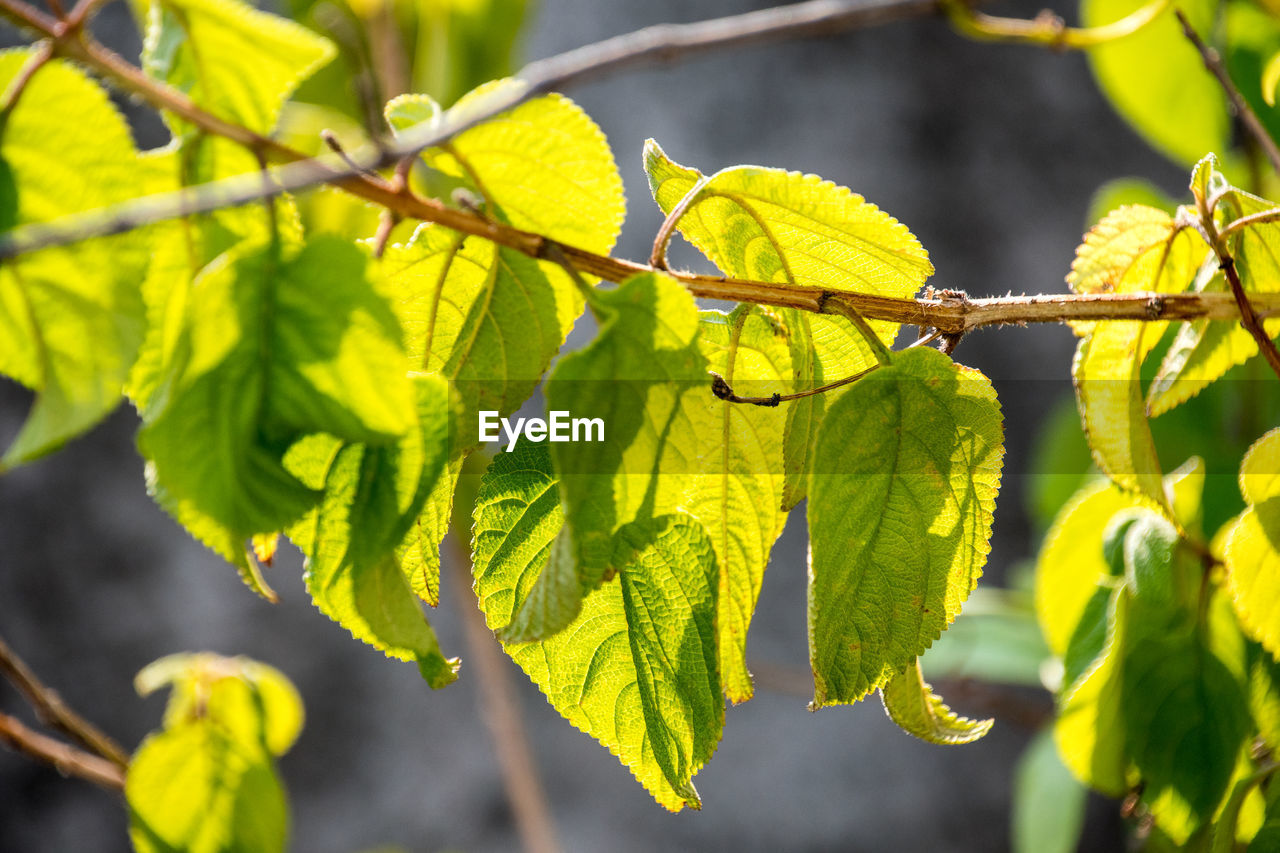 Close-up of yellow leaves against blurred background