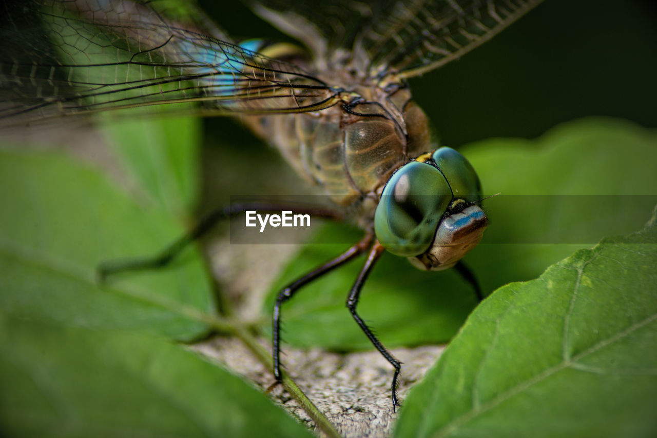 CLOSE-UP OF GRASSHOPPER