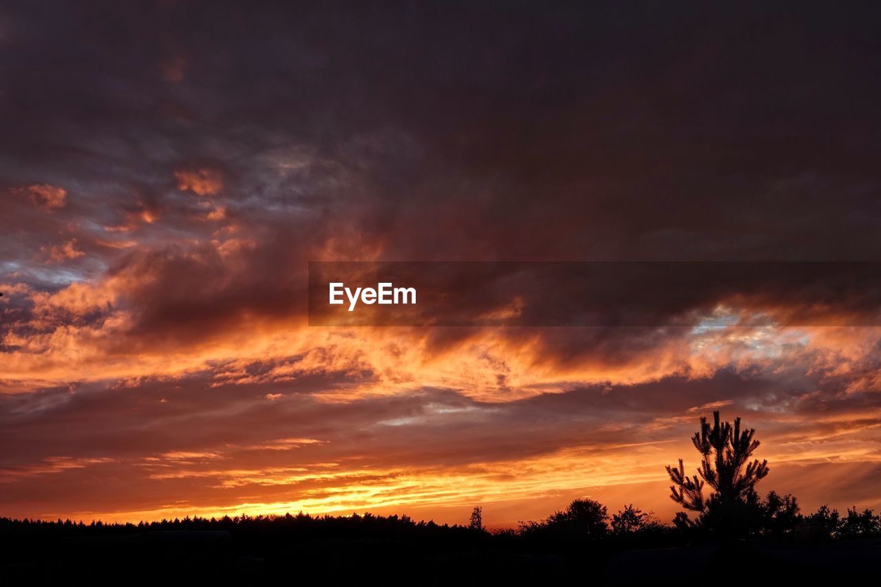 SILHOUETTE OF TREES AGAINST DRAMATIC SKY