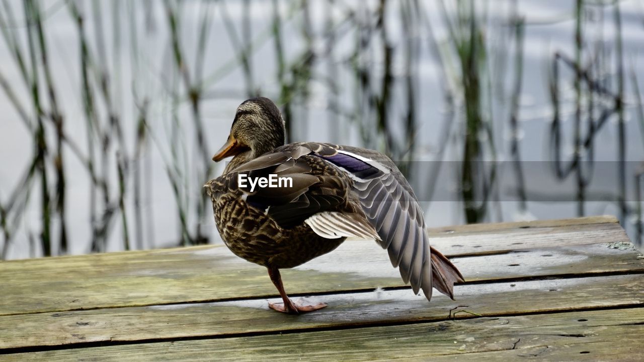 PIGEON PERCHING ON WOOD