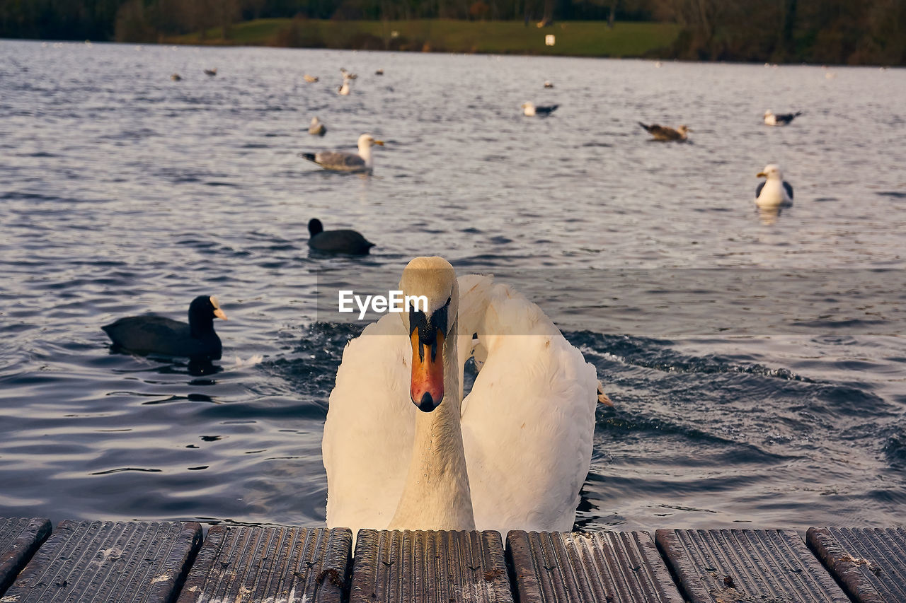 SWANS AND DUCKS SWIMMING IN LAKE