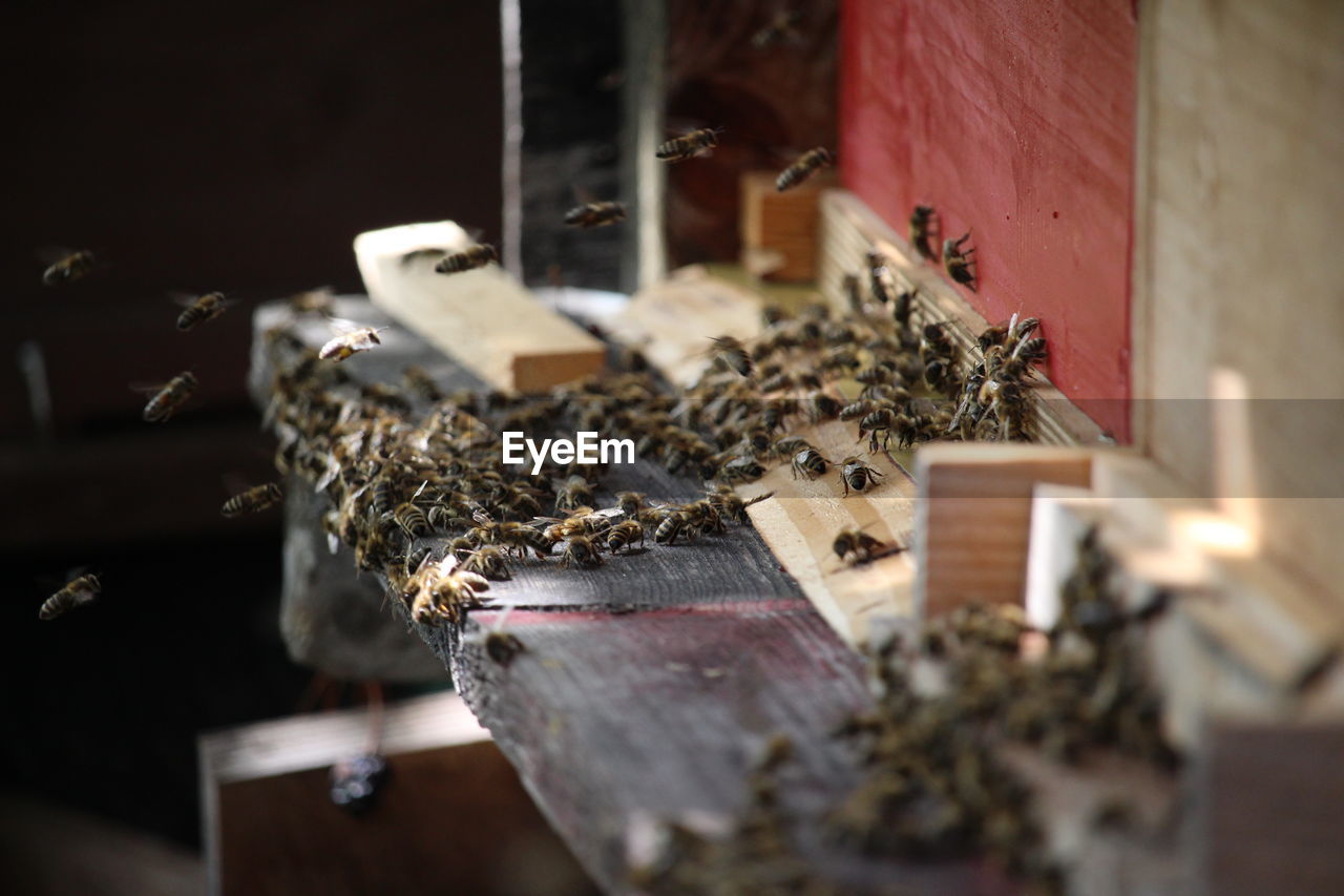 Honey bees on wood