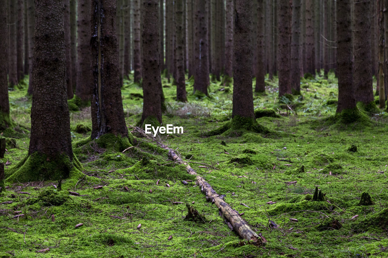 Pine trees in forest