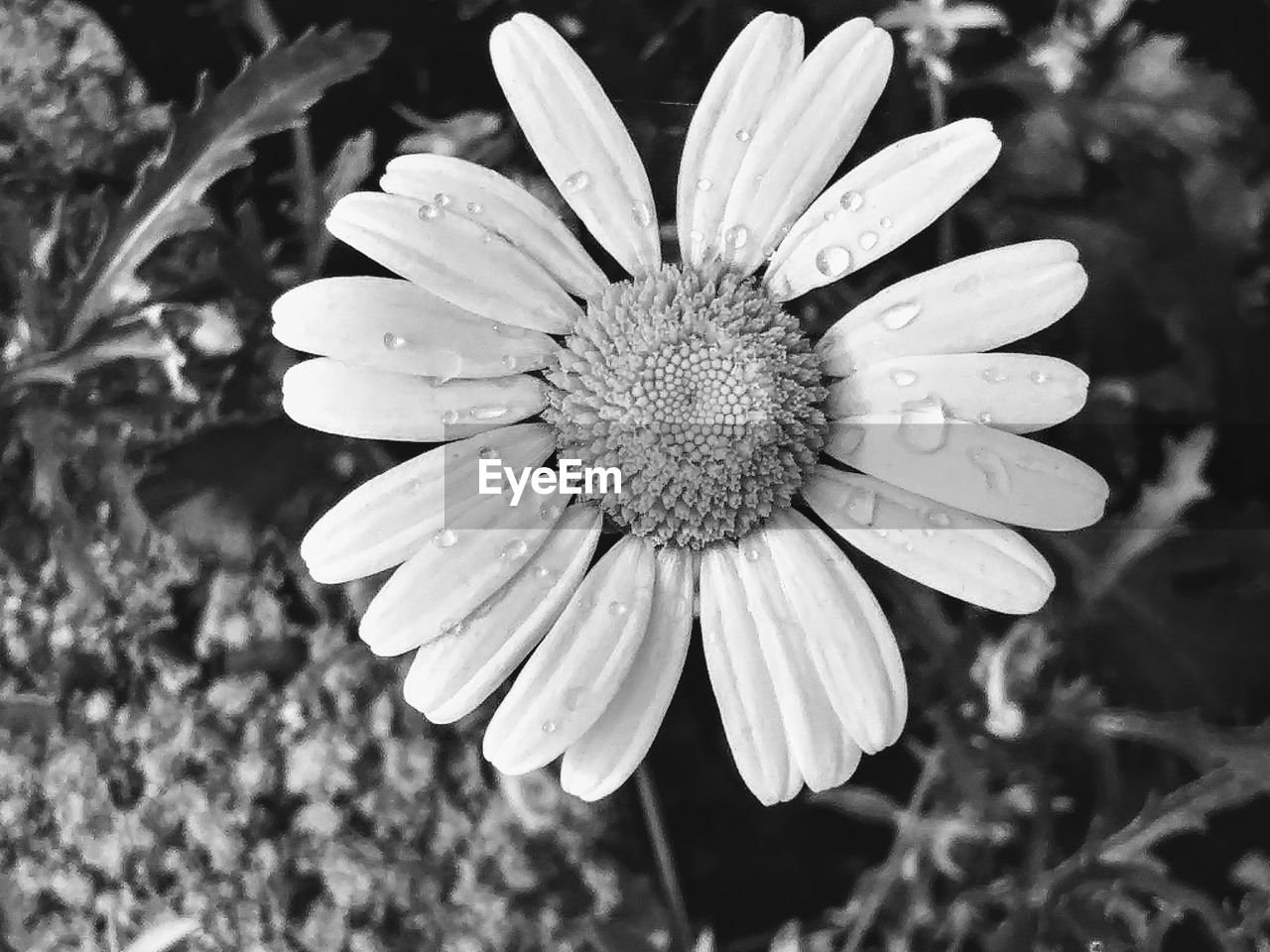 CLOSE-UP OF FRESH WHITE FLOWER BLOOMING OUTDOORS