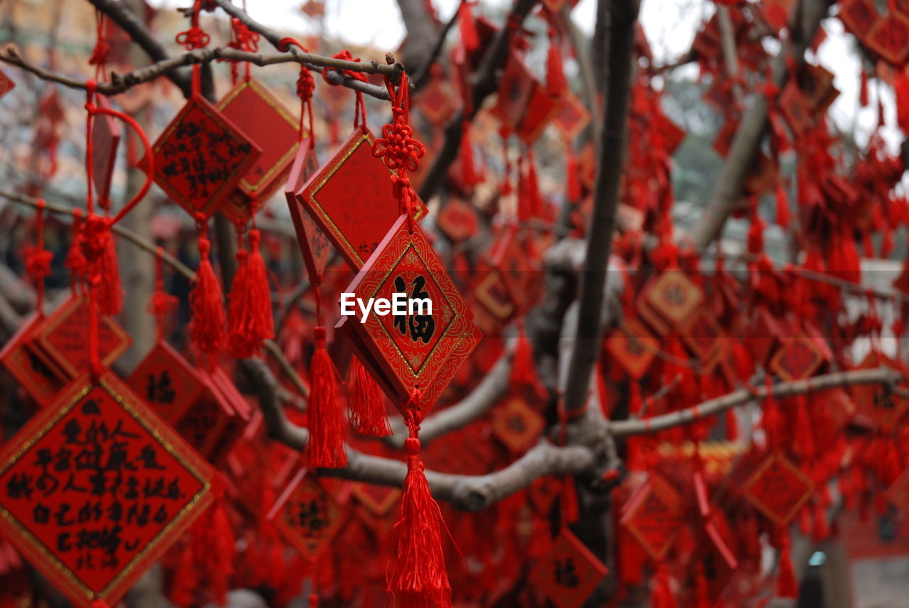 Close-up low angle view of leaves on tree