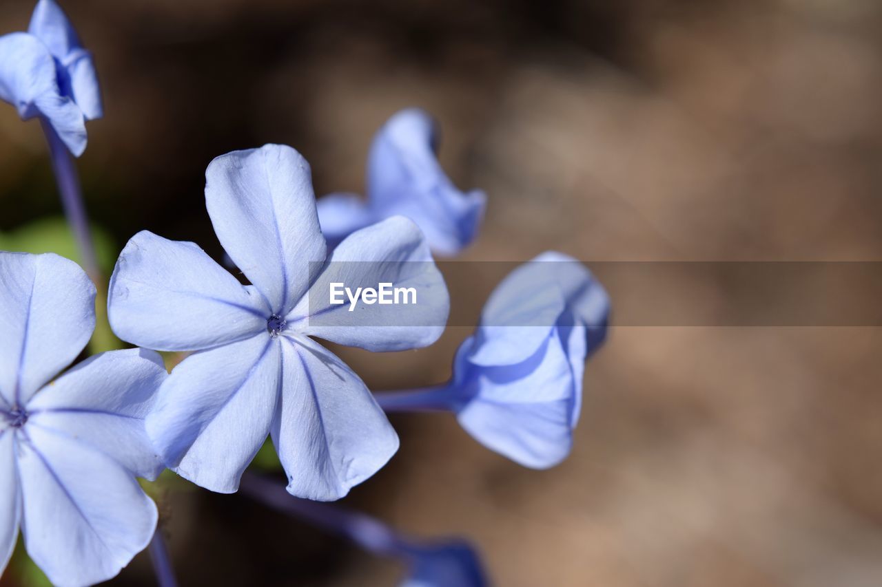 Close-up of purple flowers