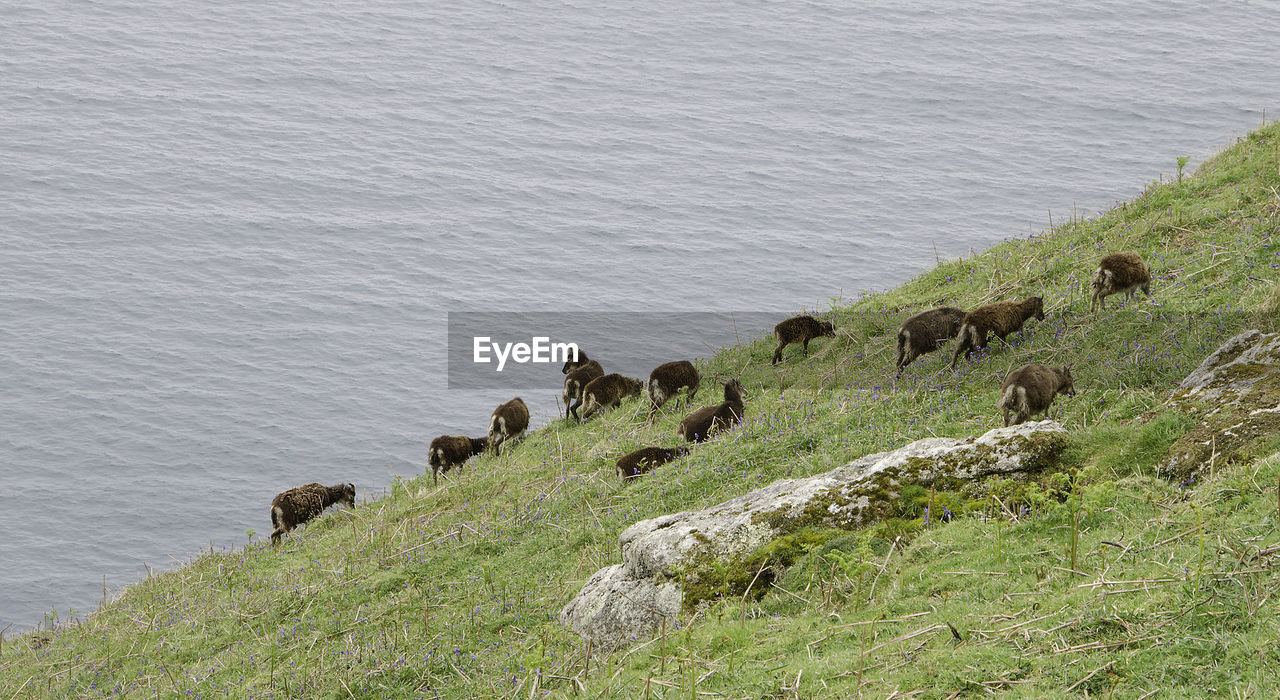 HIGH ANGLE VIEW OF SHEEP GRAZING ON GRASS BY SHORE