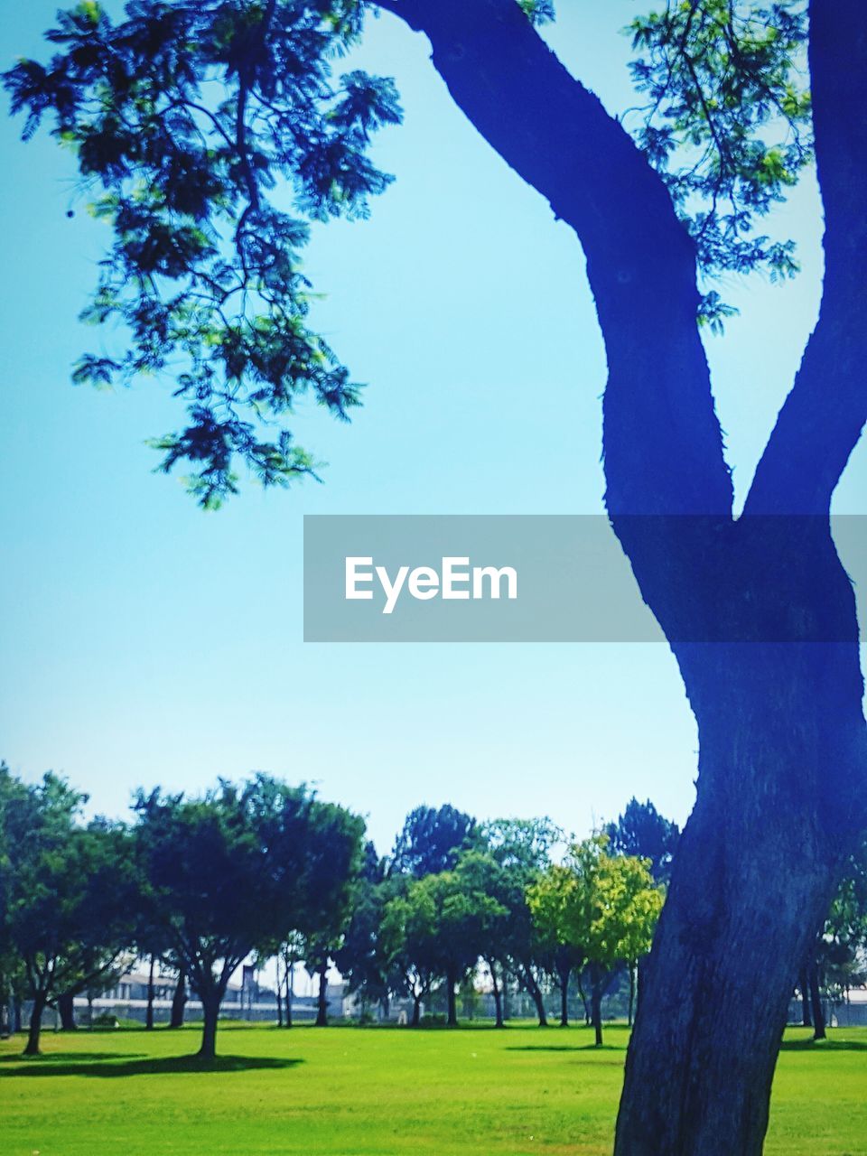 TREES ON GRASSY FIELD IN PARK