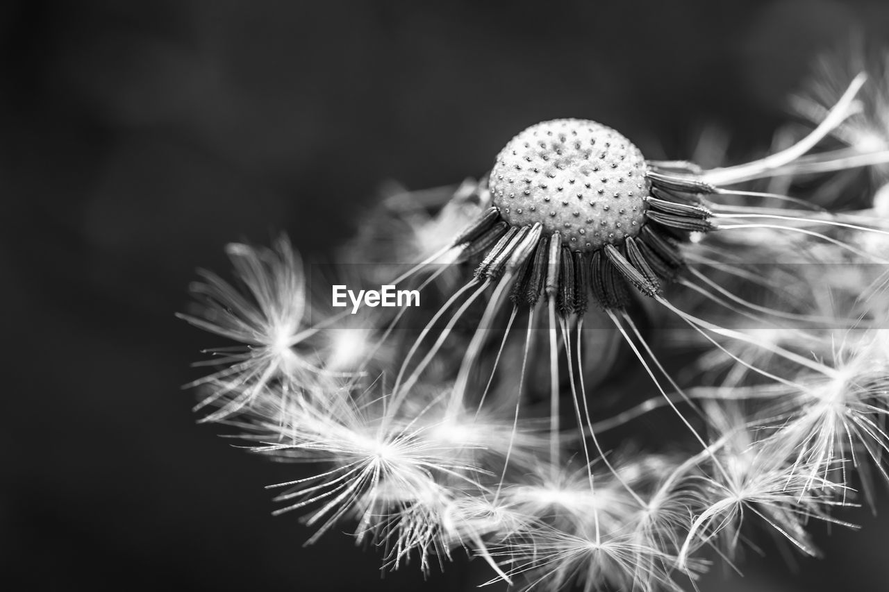 Black and white dandelion macro