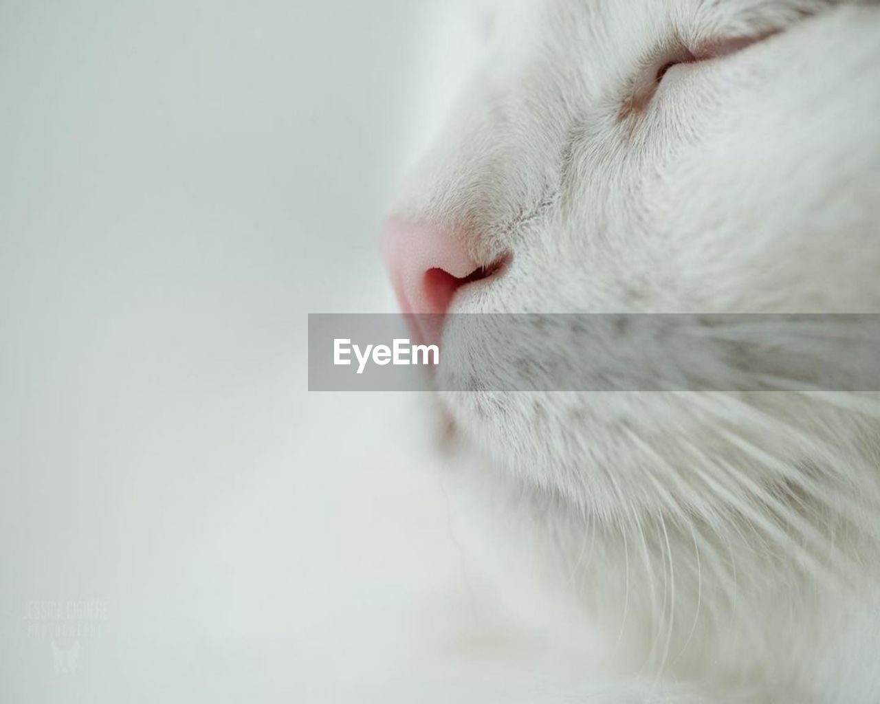 Close-up of a cat over white background