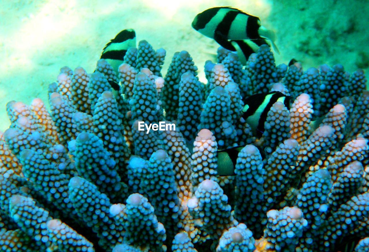 High angle view of fishes swimming near blue coral