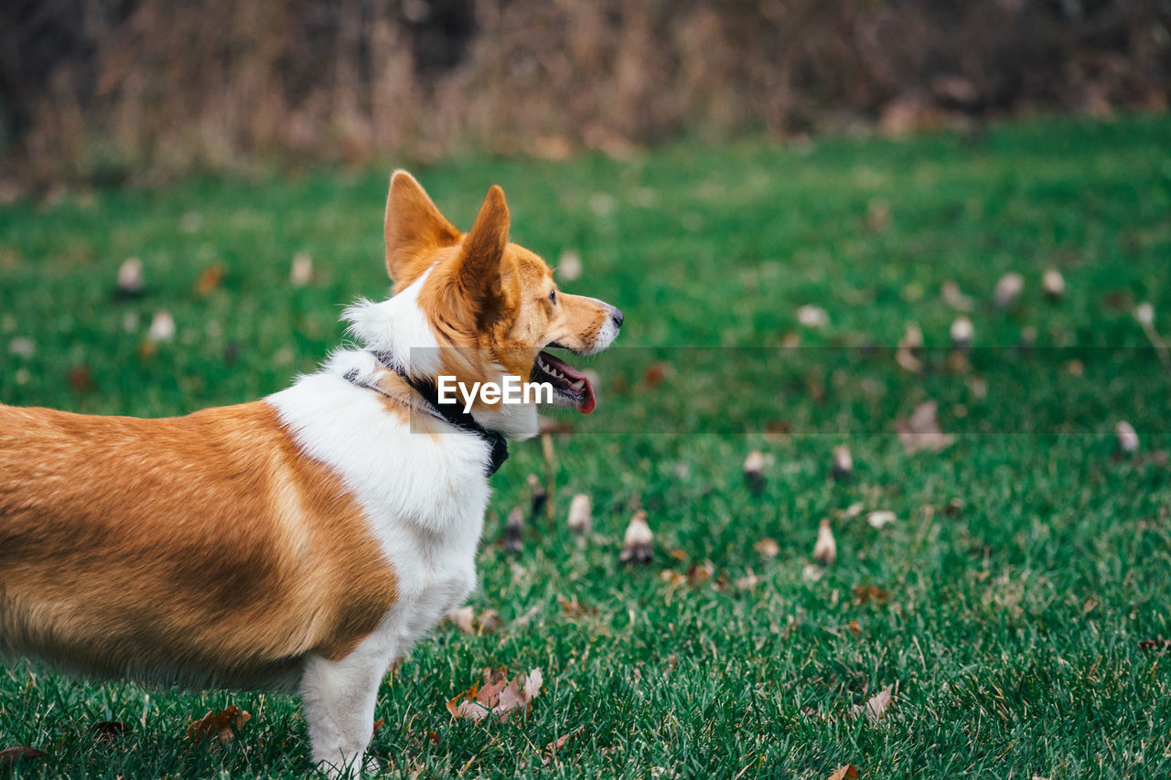 DOG LOOKING AWAY ON GRASS