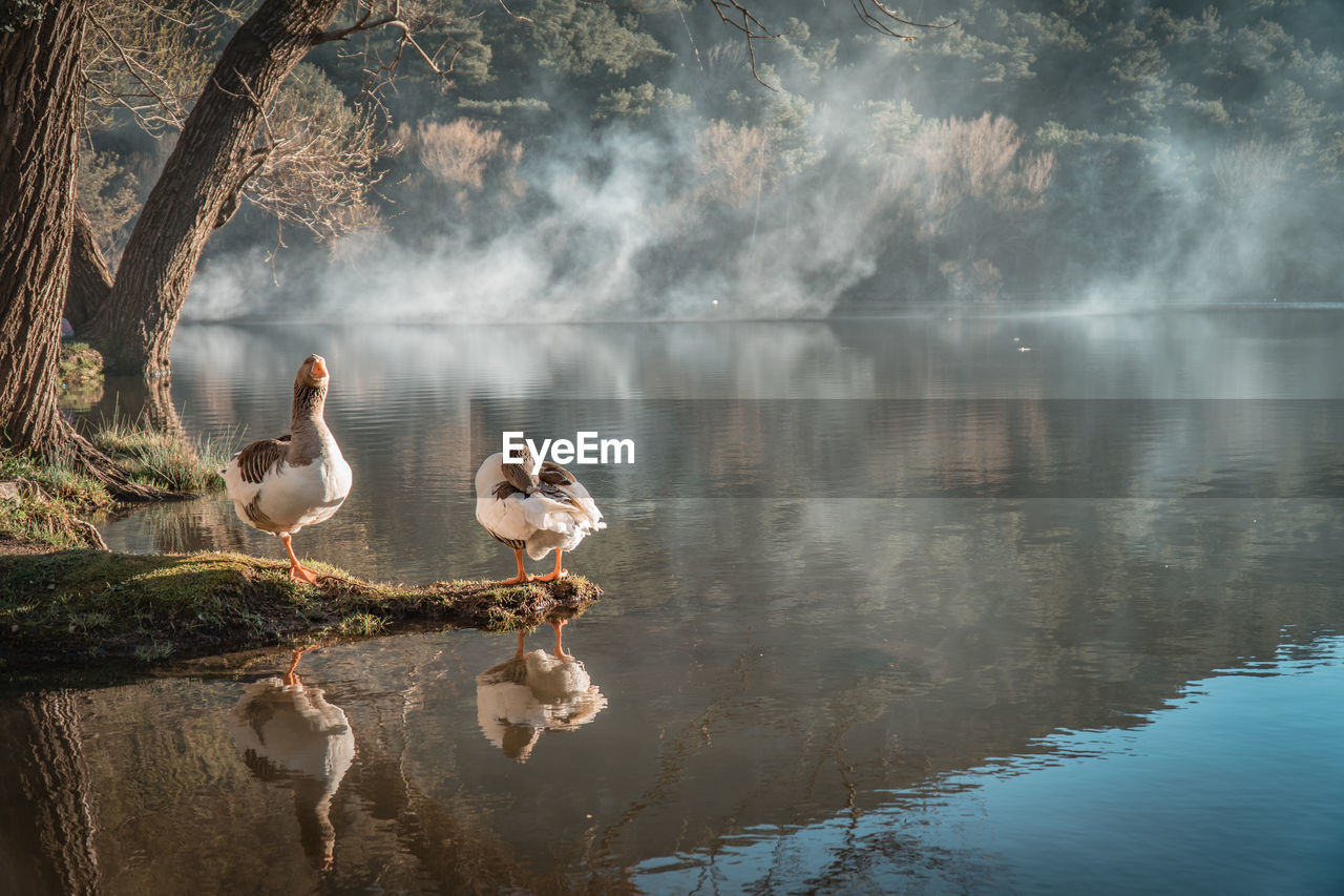 Geese at lakeshore during foggy weather