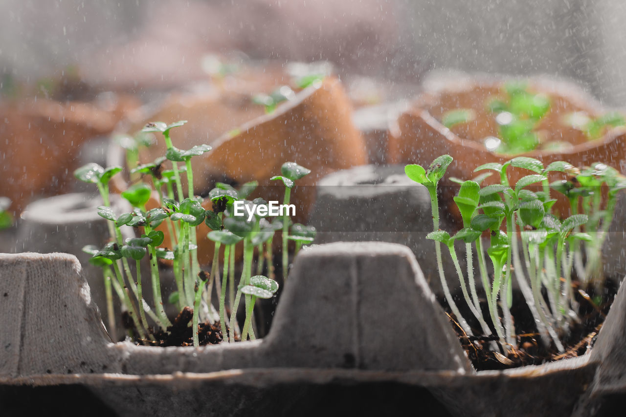 Microgreen arugula sprouts into eggs shell. raw sprouts, microgreens, healthy eating concept. superfood grown at home