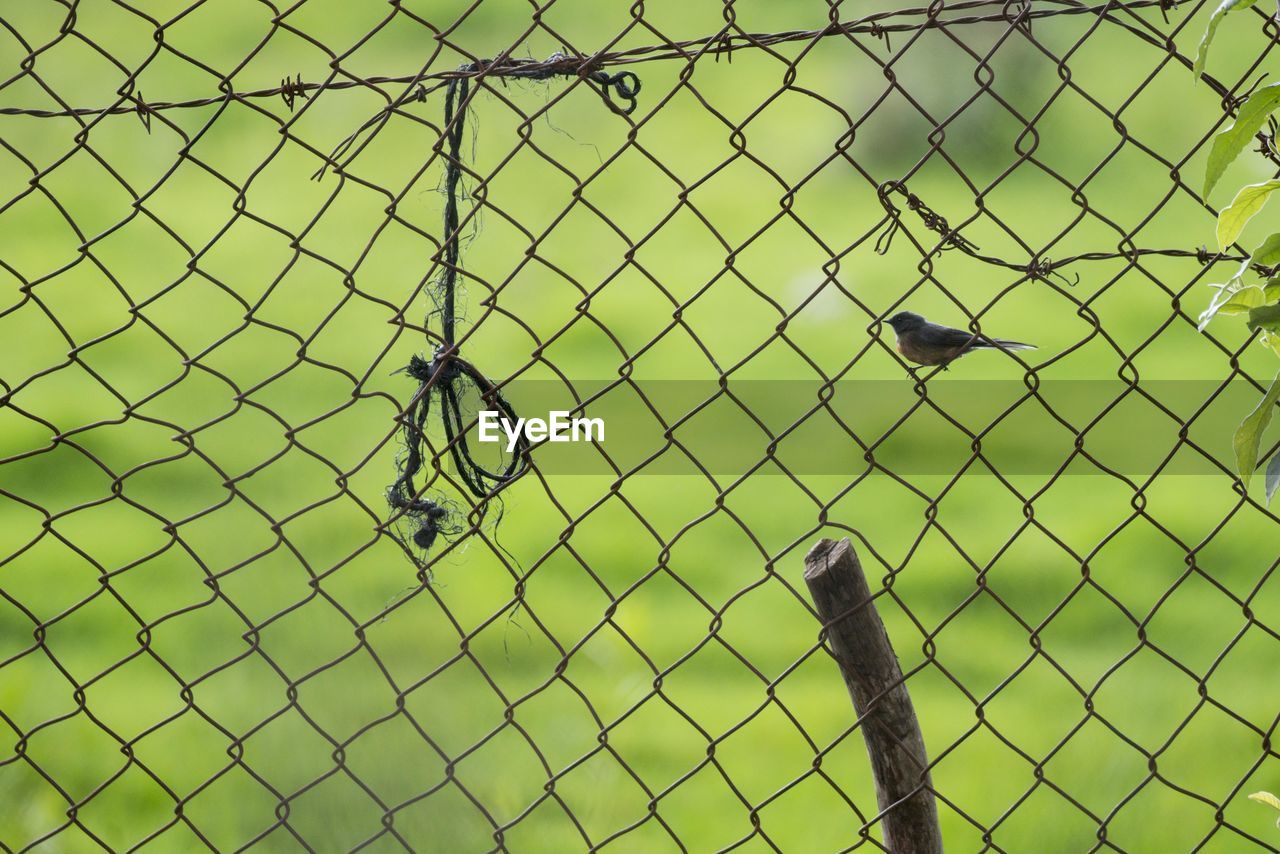 VIEW OF BIRD PERCHING ON FENCE