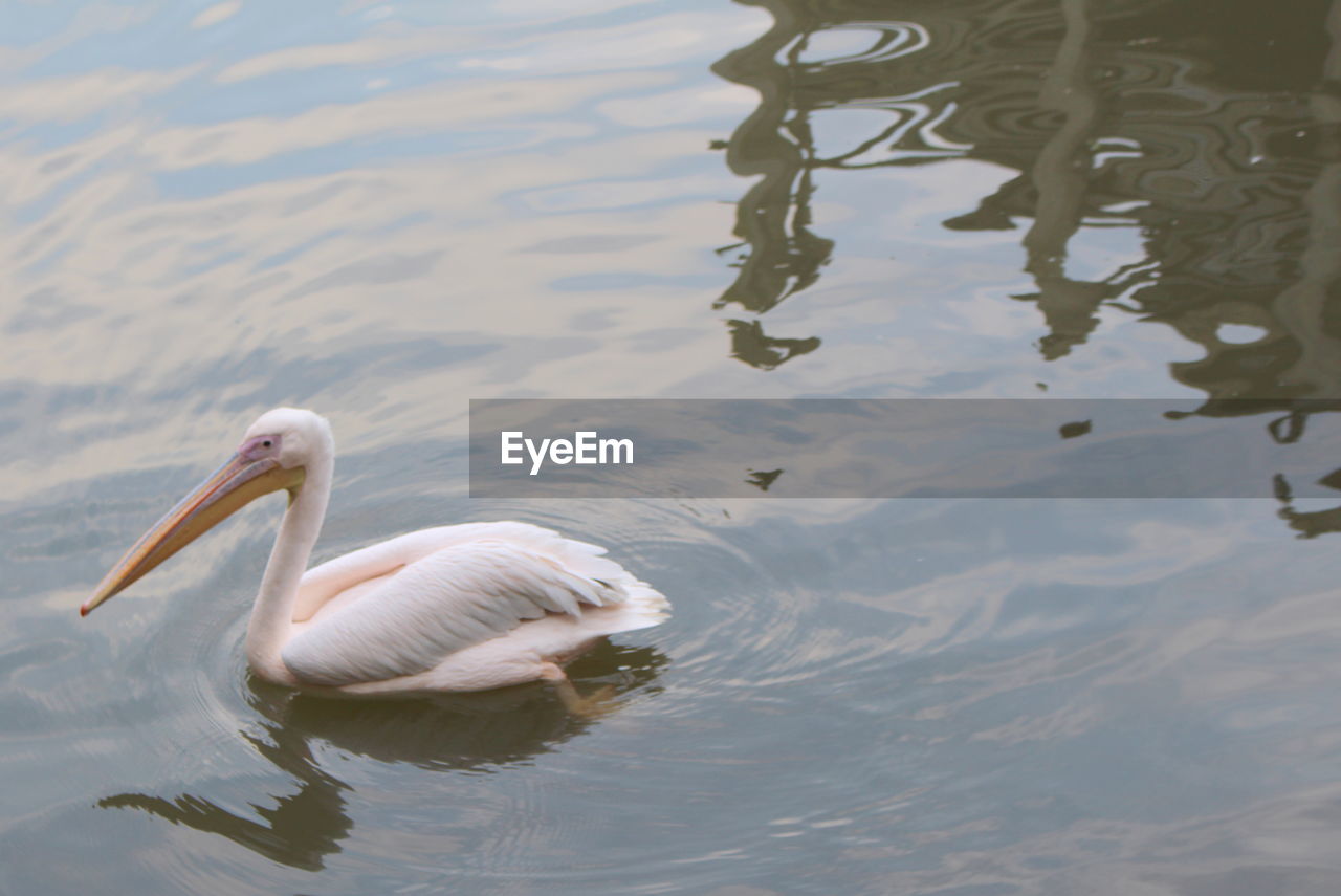 High angle view of duck swimming in lake