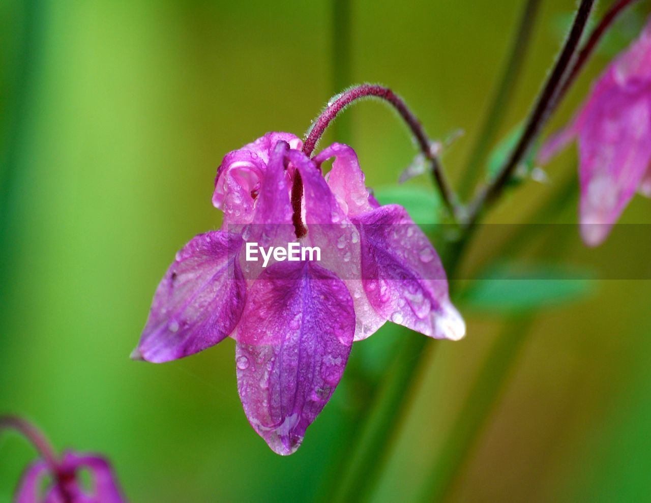 Close-up of wet pink columbine flower