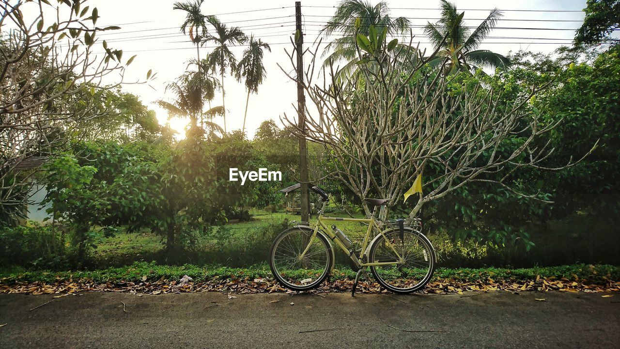BICYCLE PARKED BY TREES