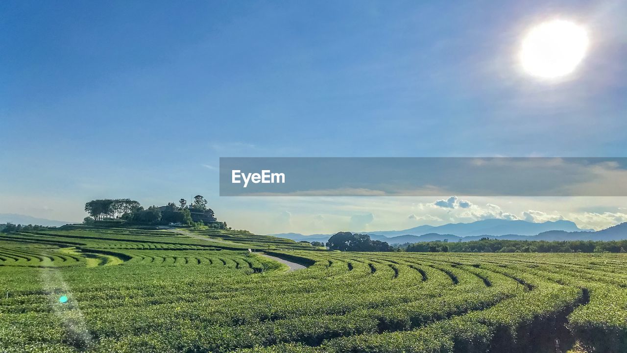 SCENIC VIEW OF AGRICULTURAL LANDSCAPE AGAINST SKY