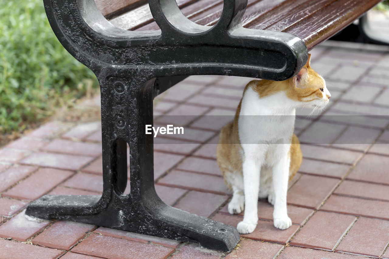 HIGH ANGLE VIEW OF A CAT ON THE STREET