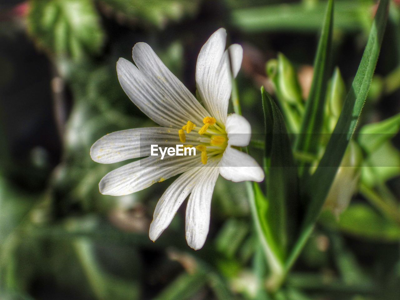 Close-up of white flower