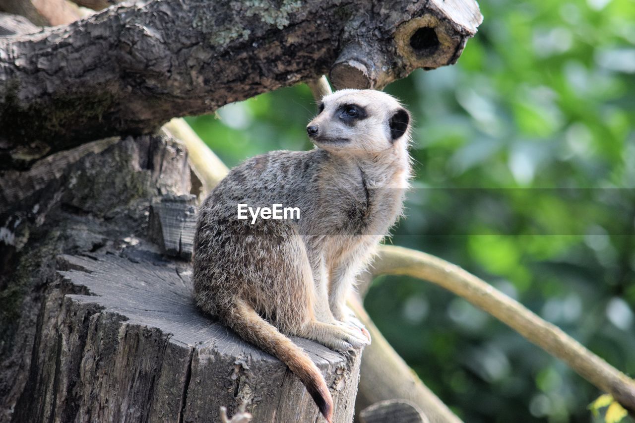 Close-up of meerkat sitting on wood