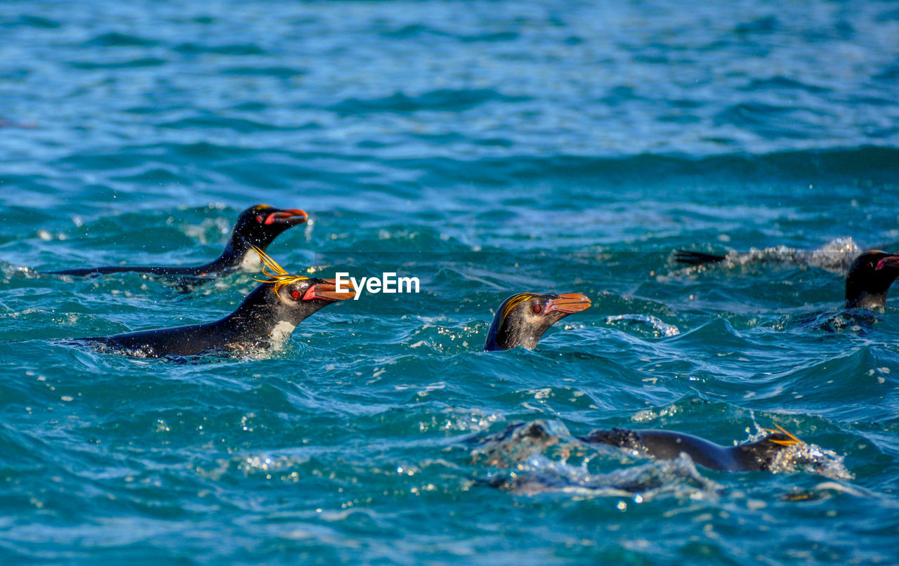 CLOSE-UP OF DUCK SWIMMING IN SEA