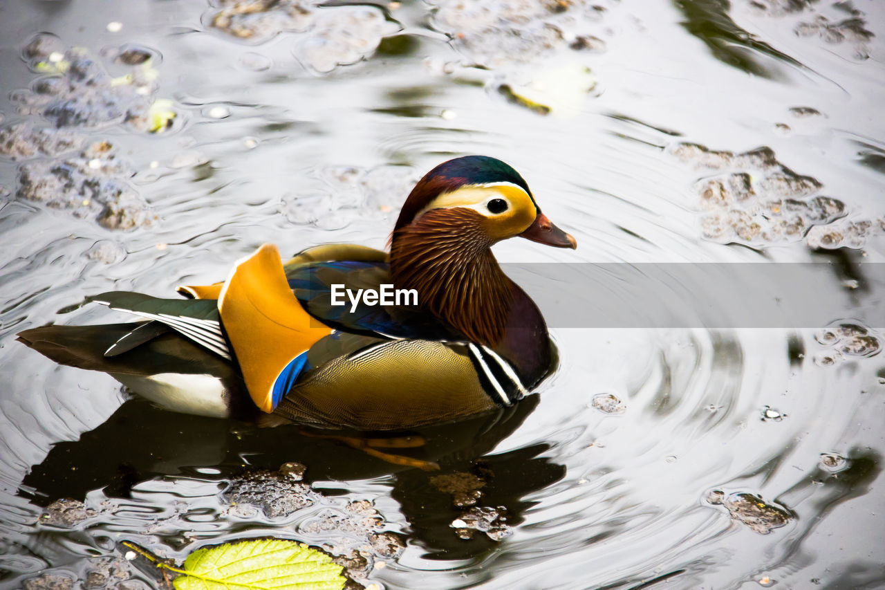 High angle view of mandarin duck swimming in lake