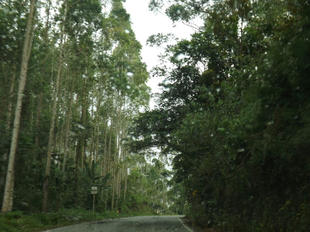 VIEW OF ROAD PASSING THROUGH FOREST
