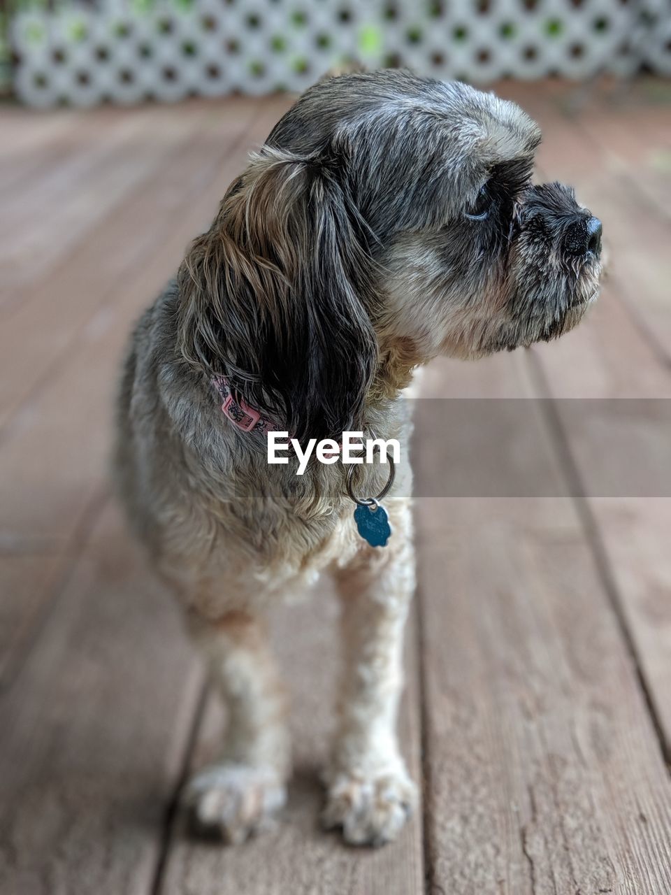 Dog looking away