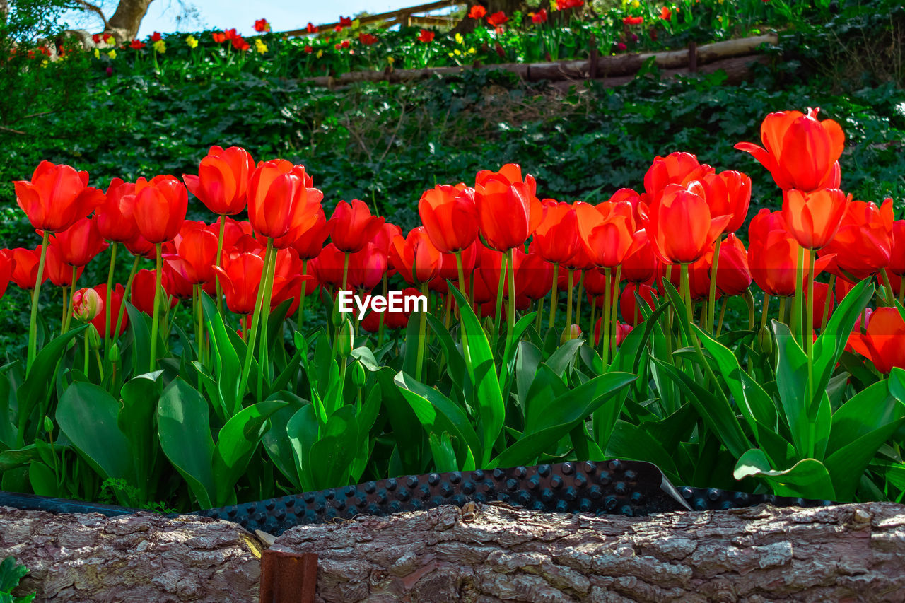 RED TULIPS IN FIELD