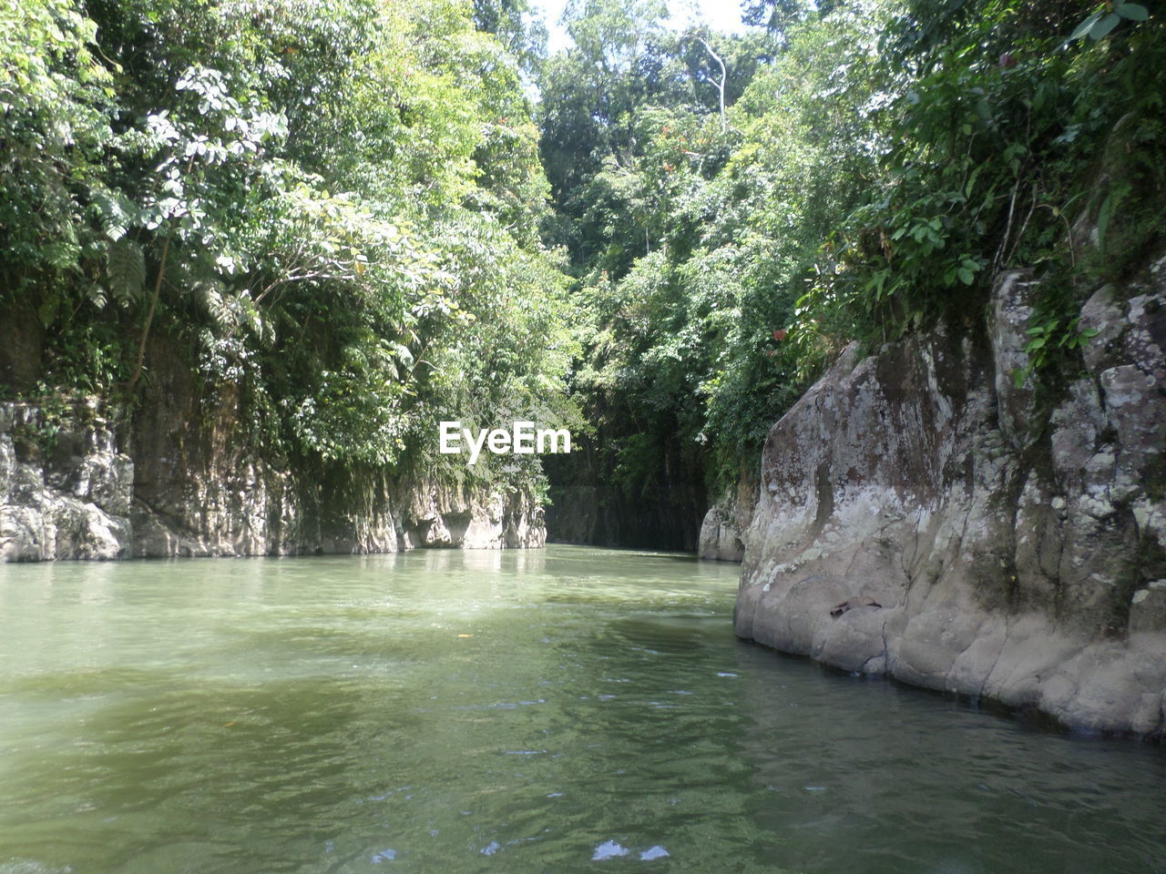 SCENIC VIEW OF TREES BY WATER