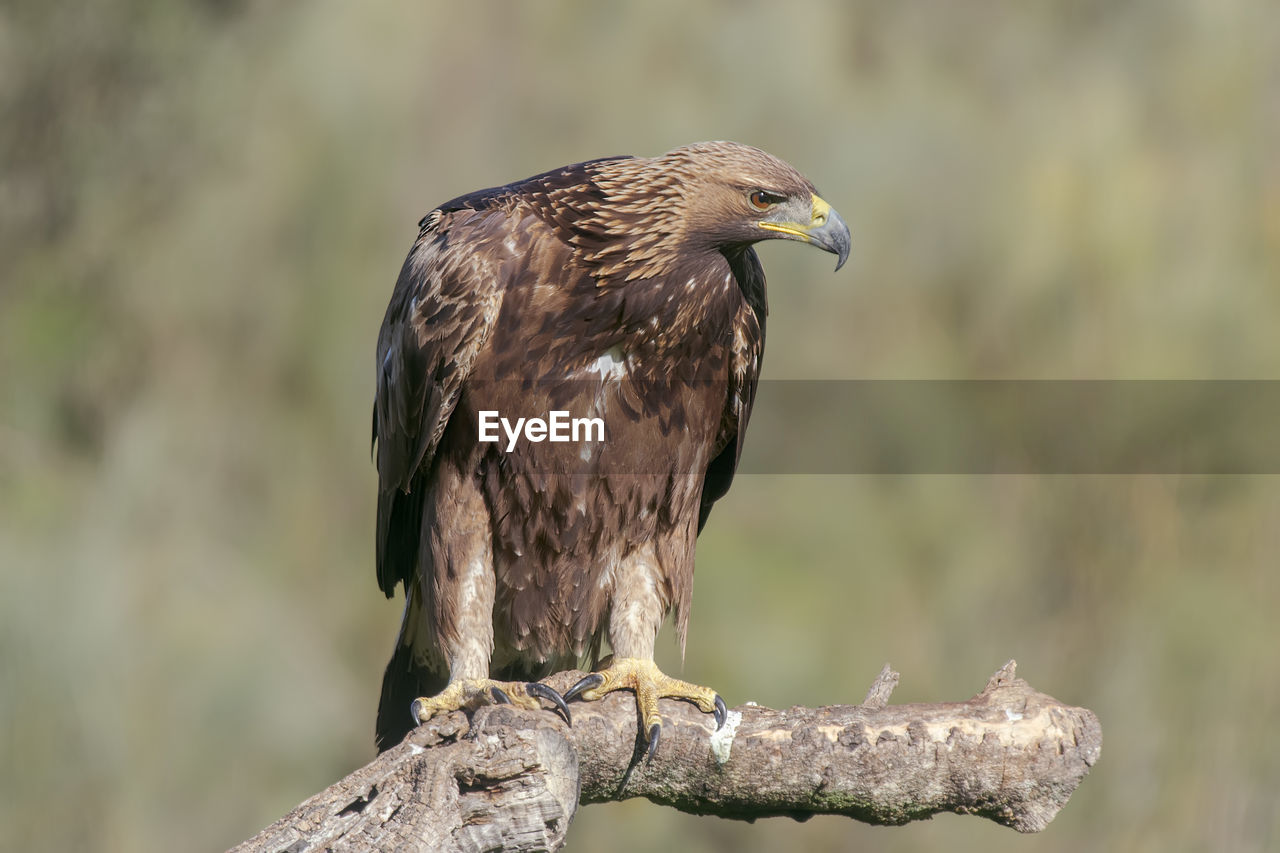 CLOSE-UP OF A BIRD PERCHING ON BRANCH