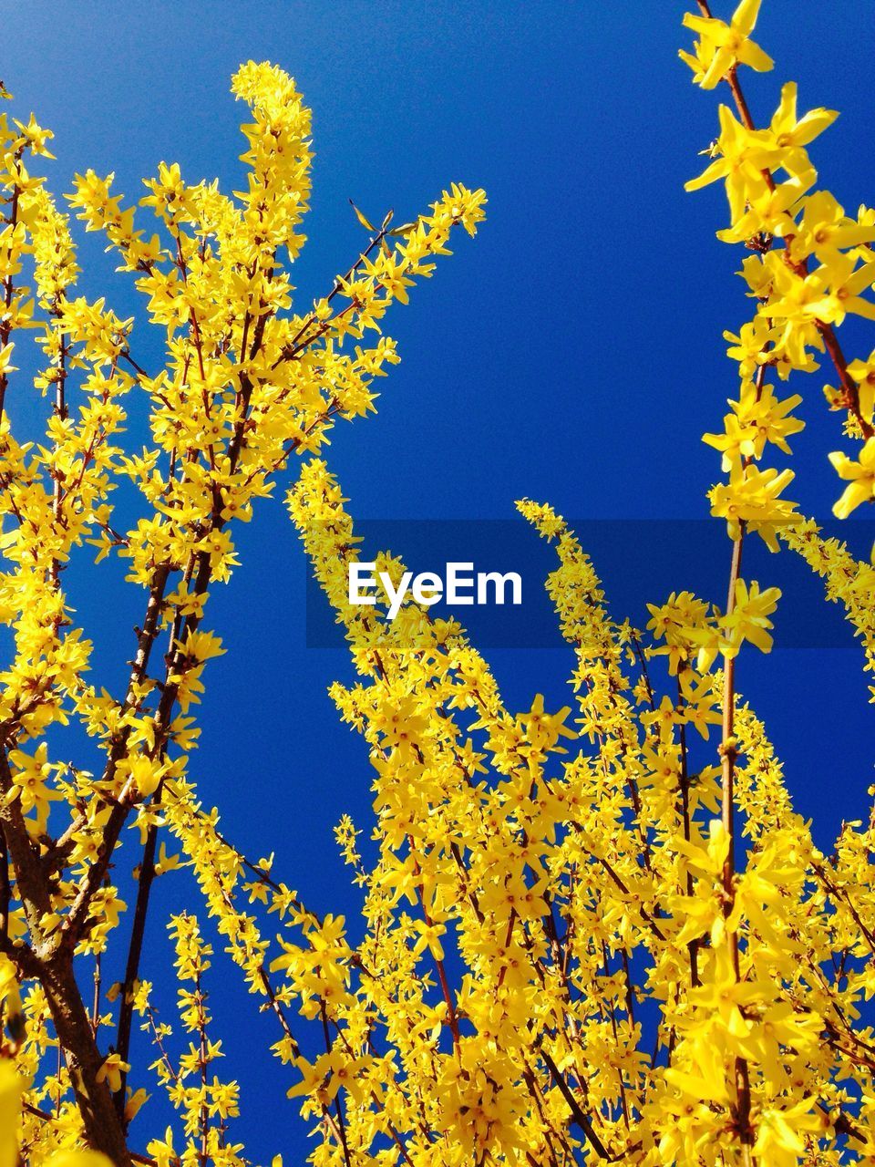 Low angle view of flowers blooming against clear blue sky