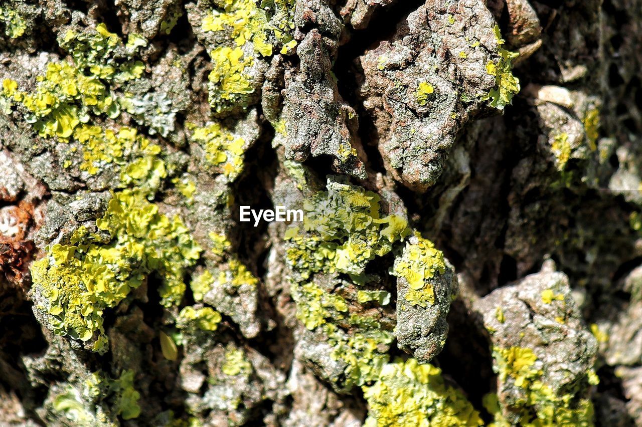 FULL FRAME SHOT OF MOSS GROWING ON TREE