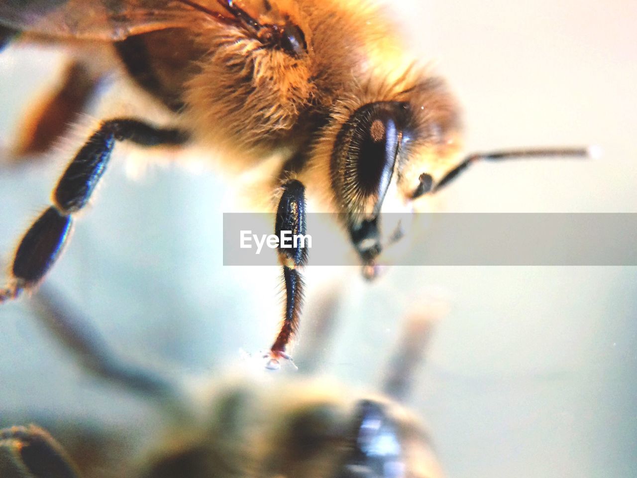Close-up of bee