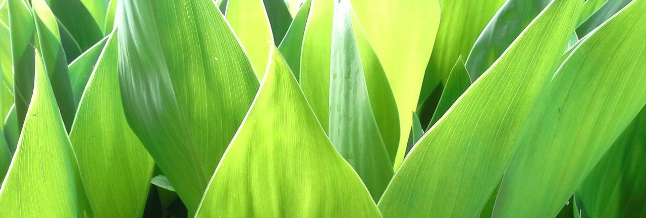 Close-up of green leaves