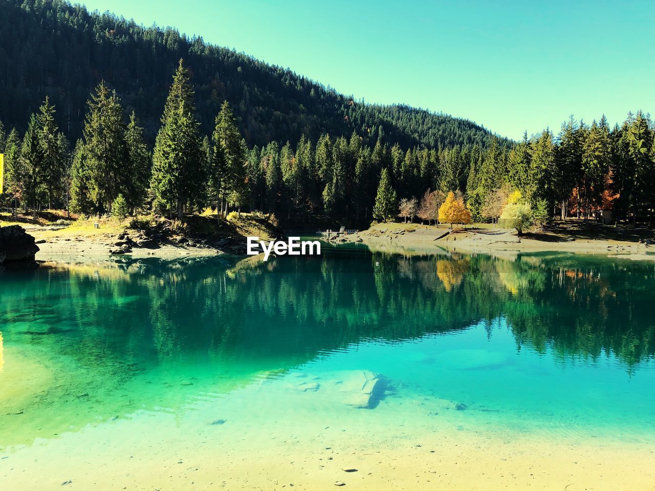 SCENIC VIEW OF LAKE IN FOREST