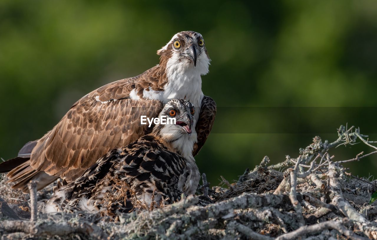 Close-up of bird of prey with young animal in nest