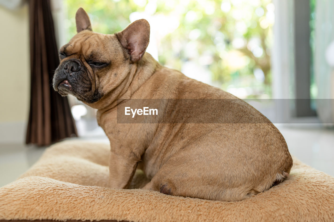 close-up of dogs