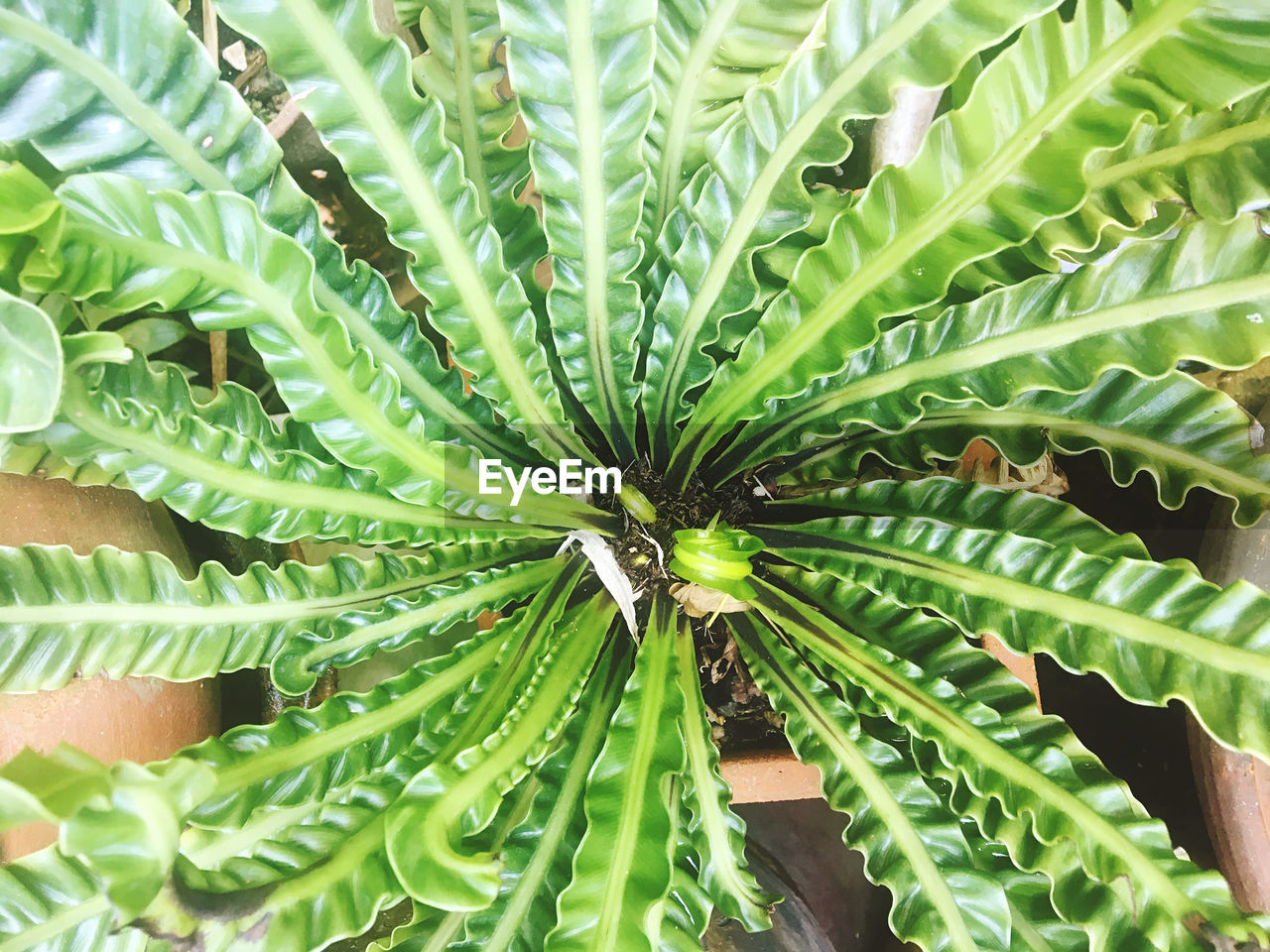 CLOSE-UP OF SUCCULENT PLANT