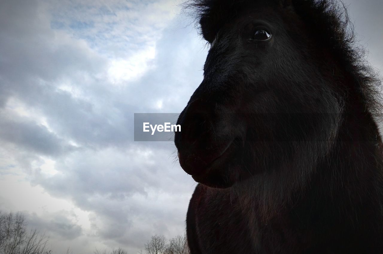 Low angle view of horse against cloudy sky