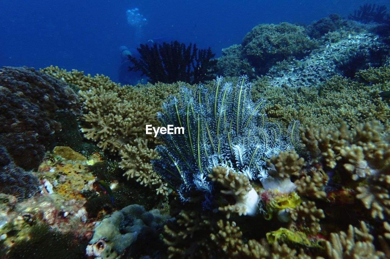 VIEW OF CORAL UNDERWATER