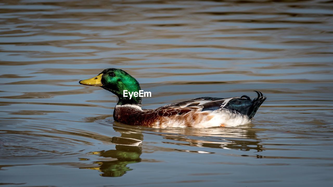 Mallard duck swimming in lake