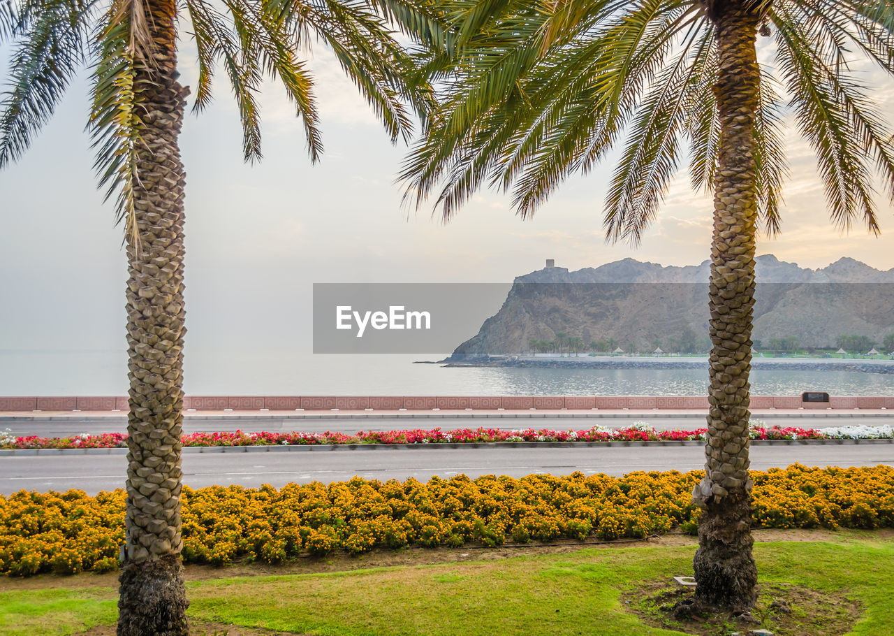 Palm trees by sea against sky