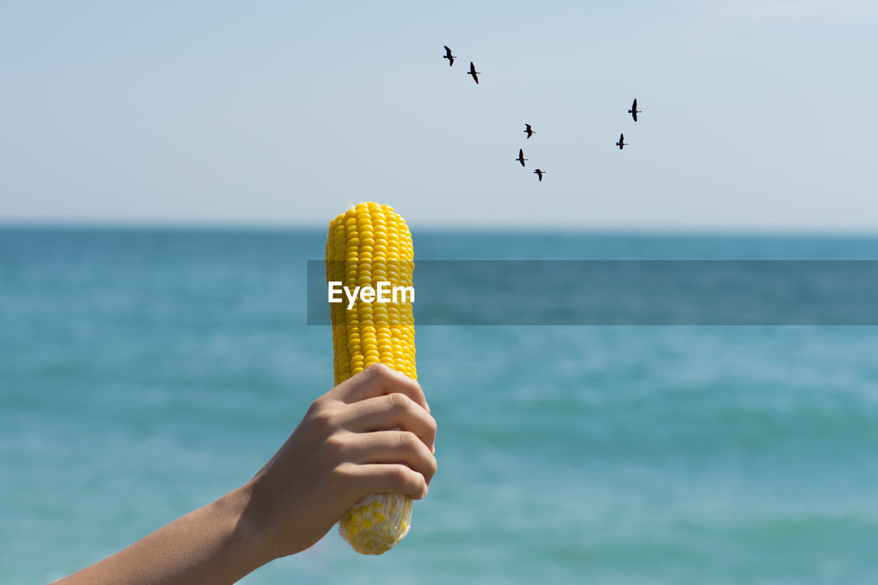 Close-up of hand holding corn by sea against sky