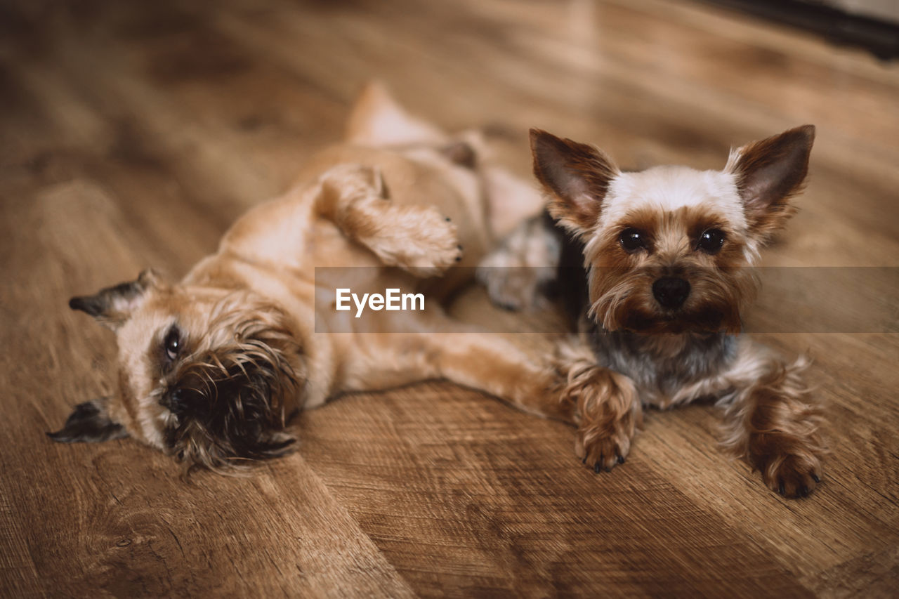 PORTRAIT OF DOG RELAXING ON FLOOR