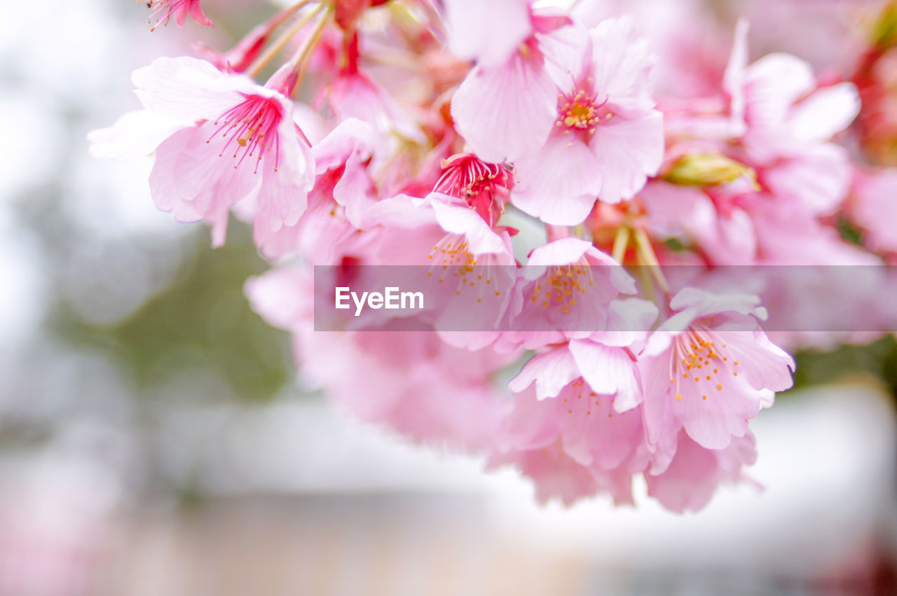 CLOSE-UP OF PINK CHERRY BLOSSOMS OUTDOORS