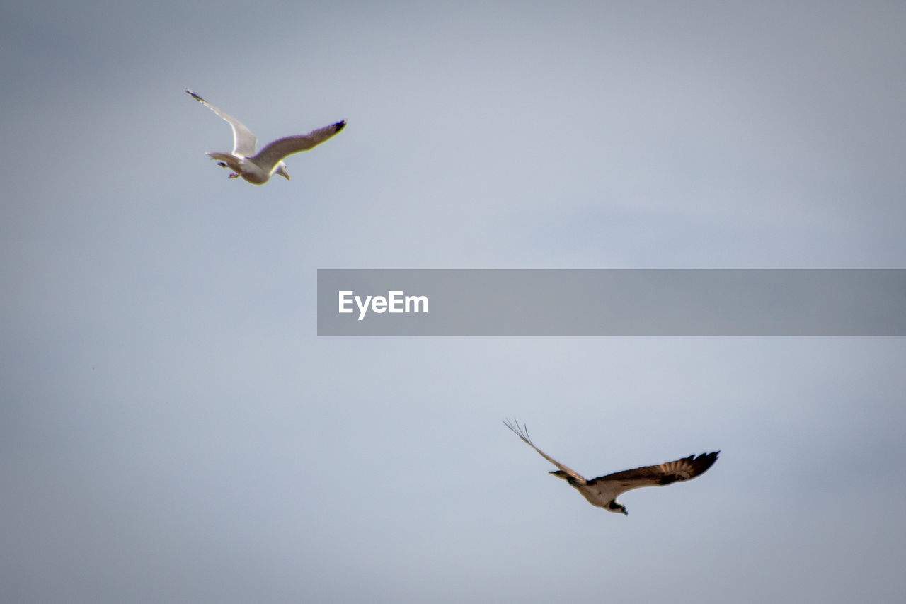 LOW ANGLE VIEW OF BIRD FLYING AGAINST SKY